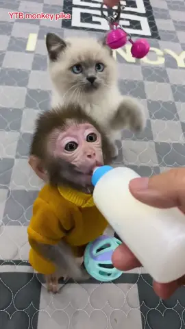 #viral #viralvideo #trends #foryoupage❤️❤️ #foryou #viral_video #growth #trending #viraliza #for #forupage #foryoupageofficiall #funny #foryourpage #funnyvideos #videoviral #virall #trends #trends #trending #trendingvideo #trendingsound #song #songs #animal #animals #animalsoftiktok #cat #cats #catlover #monkey