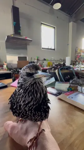 What happens when a Starling joins you for breakfast#europeanstarling #birdsoftiktok #birdsounds #wordybird #bird 