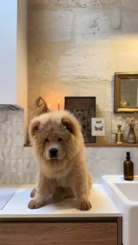 Only 2 months apart 😭 3 to 5 months old. #chowchow #chow #chowchowpuppy #chowchowlovers #chowchowlover #chowchowlife #chowlife #chowchowfrance #chowchowsworld #bluetongue #perigordnoir #dordogne  #chowchowcreme #chowchowcream #sarlat #slowliving #chowforever #bordeaux #bordeauxmaville 