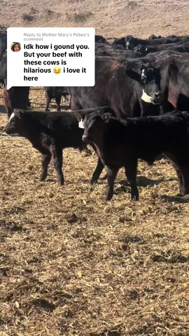 Replying to @Mother Mary’s Pübes verbally tenderizing beef is what I call it. #ranchlife #farmlife #farmtok #cattle #farming #teamslippers 