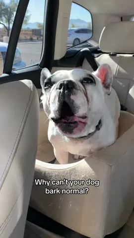 Idk why he sounds like a human trying to bark though… #dog #dogs #dogsoftiktok #frenchie #funny #dogmom #fyp #foryou