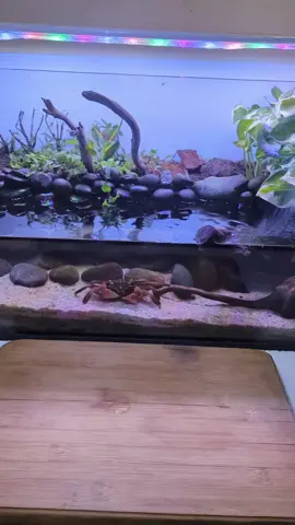 Wait for it, @harisideas' archerfish are ACCURATE! 🎯 Click the link in our bio or visit fritzaquatics.com to see our full line of aquarium solutions! 🐠 #fritzaquatics #betta #bettafish #bettasofinstagram #bettasofig #bettasplendens #freshwateraquarium #freshwatertank #aquascape #aquascaping #plantedtank #plantedaquarium #natureaquarium