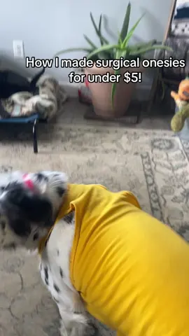 If your dog is having surgery, spayed or neutered you meed this! #dogsoftiktok #fy #fyp #dogsurgery #veterinarian #vettechlife #lifehacks #dogadvice #puppyadvice #doglover #dogs #puppy #dogtips 