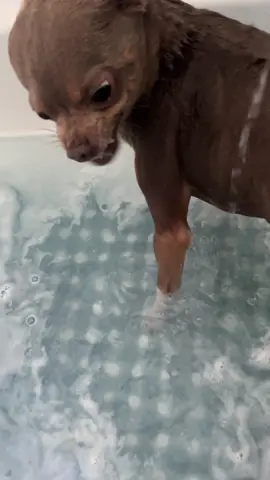 Bath time with the house demon #chihuahua #chihuahuastiktok #chihuahuas #dog #dogsoftiktok #reascuedog #angry #grumpydog #bathtime #PetsOfTikTok #demon 