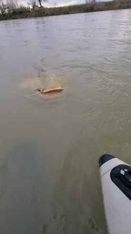 🙂🔥 #fishing #pesca #wedkarstwo #catfish #siluro #sum #monsterfish #predatorfish #spinfishing #rivergishing #sports #deporte 