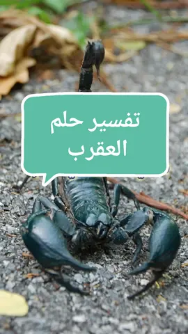 تفسير حلم العقرب #تفسير_الاحلام #حسين_لامور #مفسر_احلام_التيك_توك #حلمت_بإيه_النهارده 