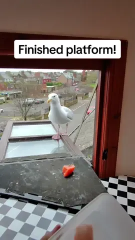 Stevens new platform is officially erected and ready. Time for him to master it 🥹 #fyp #foryou #seagull #feedingsteven #birds #pets #salmon