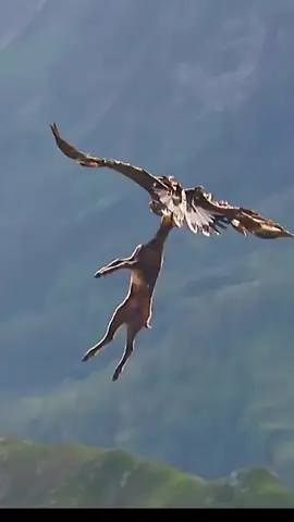 #aguia #aguias #animaisselvagens #predadores #mundoselvagem #naturezaselvagem #nature #wild 