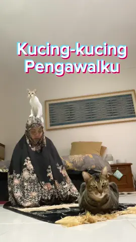 Saat sholat, kucing-kucing pengawalku tetap selalu bersama, ikut menjaga hati dan merawat iman. Selamat menunaikan ibadah Ramadhan.  #cat #catlover #kucing #kucinglucu #foryou #kucingviral #fyp #Ramadan #dianfatwa #dianfatwapan #dianislamiatifatwa #dianislamiati🥰 #ramadancore #ramadhan #ramadhancore 