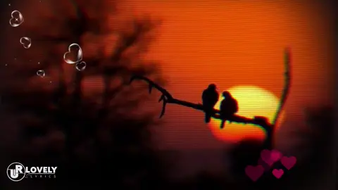 if love is a crime #urlovellyrics #foryoupage #viralvideo #newtrend #🤲 