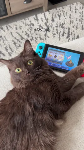 He wants it all! #iwantastove #kitten #kittensoftiktok #cat #catsoftiktok #kittenlovers #catlovers #catslovers #cutecatskittens #catmom #catmomlife #lifewithcats #catsvideos #funnycatvideos #catmemes #kittentok #cattok #cattoks #ragdollkitten #ragdollcat #brownkitten #browncat #chocolatecat 
