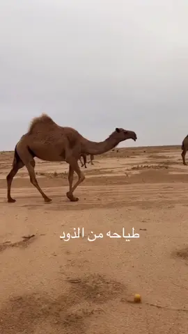 #طياحه_من_الذود #الشعل#راع_الشعل #مزعلات_الشعل🔥 #طياحات_الشعل #مرعبات_نخبة_الشعل #شواشات_الشعل #الطايلات_الشعل #العوب_الشعل#سرفات_الشعل#مخلفات_الشعل🔥 