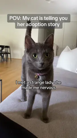 This sound perfectly describes how Sushi was adopted #kittens #cutecat #russianblue #girlcat #cat #catsoftiktok #kittensoftiktok 