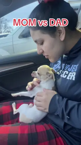 Mom vs dad 😡 clearly likes #dad more 🤣 #humor #couplegoals #couple #teacupchihuahua 