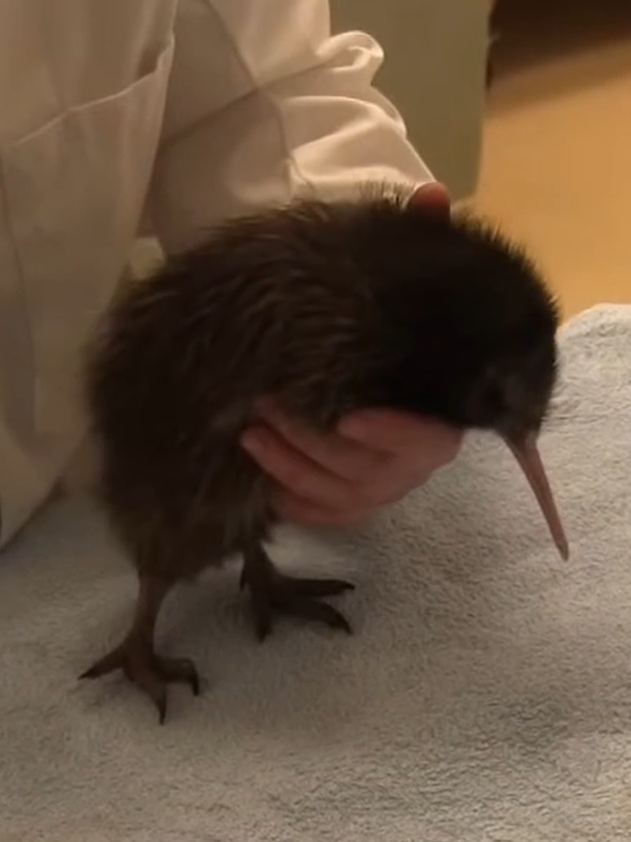 kiwi birds rule. #nartballs