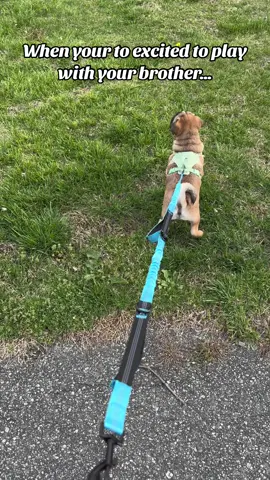 I think its safe to say potato loves his big brother. I taged the leash i got from tiktok shop. Its 100% hands free and i love it as a mom of 3 who loves to take my kids and potato everywhere its a 10/10 