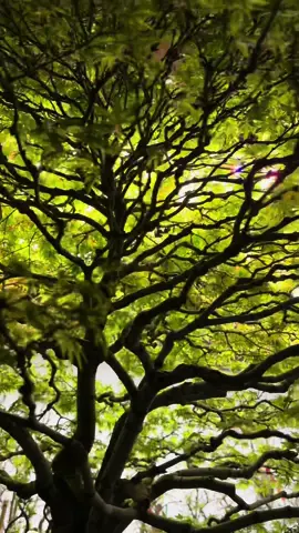 Slowly waking up🌝 #bonsai #canopy #japanesemaple #bonsaisociety 