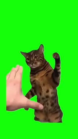 #funnyvideos #capcutvelocity CAT SLAPS THE HAND. #greenscreensticker #green screen video #greenscreenoverlaysシ #fypシ #fypシ゚viral #fypageシ #fypppppppppppppppppppppppppppppppppppppppppppppppppppppppppppppppppppppp #fyppage #fypシ❤️💞❤️ #meme #memes #memestagram #freefirememe #memepage #viral #viralvideos #viralreels #viralvideo #viralpost #meme2024 #cat #cats #catsofinstagram #catlover #catmemes #catmeme #trend #trending