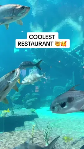This restaurant is SO COOL 🐟 #underwaterdining #atlantisbahamas #shakeshackatlantis #shakeshack #bahamas #nassau #tiktoktravel 