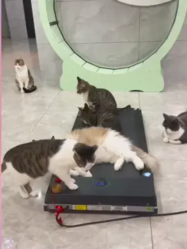 开始锻炼#cat #catvideo #catsoftiktok #curiosity #tiktok #perte #yun #萌宠出道计划 #上热门要流量 #猫咪 
