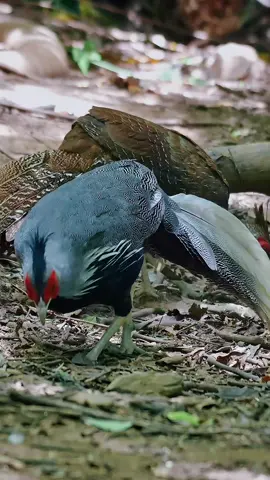Wearing white and elegant fairy clothes.Silver pheasant (Lophura nycthemera).Wildlife birds.#bird #pheasant 