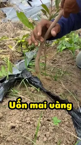 Hướng dẫn uốn mai vàng #maivang #uonmaivang  #chamsocmaivang  #uoncaycanh  #uonbonsai  #caycanh  #bonsai  #bonsaitree  #bonsaimini  #trending  #xuhuong  #xuhuongtiktok 