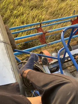 #พ่อเทวารถเกี่ยว💚 #ผู้หญิงขับรถเกี่ยว #เพชรบูรณ์ #fypシ 