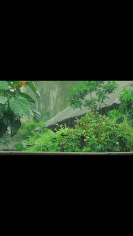 Chào buổi sáng, cơn mưa chợt ngang qua #vềquê #binhyen #nhacnaychillphet 