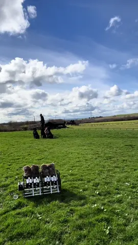 Some steadiness training …  #labradorretriever #chocolatelab #foxredlab #yellowlab #blacklabsquad #training #teampureflax #gundogtrainer  #slingleygundogs #pickingupteam  #instavideo
