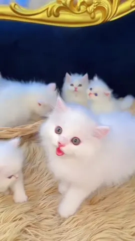 អូនៗមកទៀតហើយបងប្អូន ចៅទួតកូនស្ទេលឡា លឿងៗ ដូរជាមួយខ្សាច់ចំនីទេ #កូនឆ្មា #fyp #cambodia #kitty @សូម៉ា-therealsoma 🏳️‍🌈 