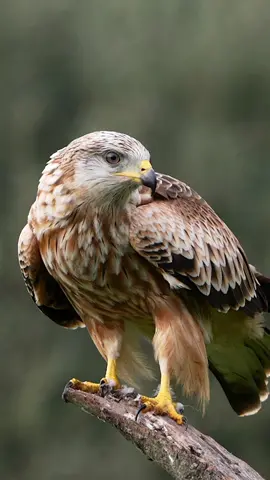 The beautiful Red Kite! #wildlife #nature #birds #bird #birdofprey