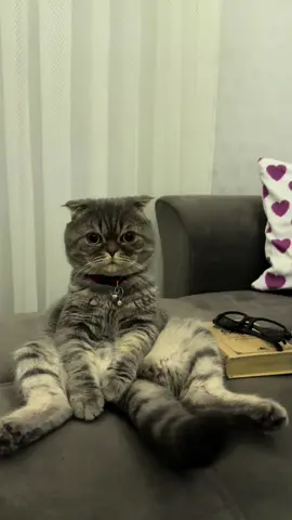 Ben yandım yetmez mi?  #birdahayak #cat #badem #bademiko #bademiniz #kesfet #tiktok #reels #izlenme #trend #suraiskenderli #şarkı #müzik #top10 