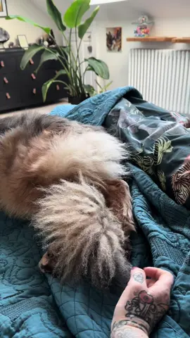 Savage Moon! #funny #lol #gsd #fyp #fup #foryoupage #funnydogs #haha #daftdog #fiesty #kick 