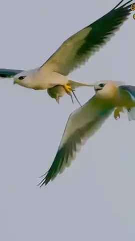 watch the beautiful video with Beautiful Quran Recitation 💖 ( follow for more 💗) #quran #beauty #islam #Love 