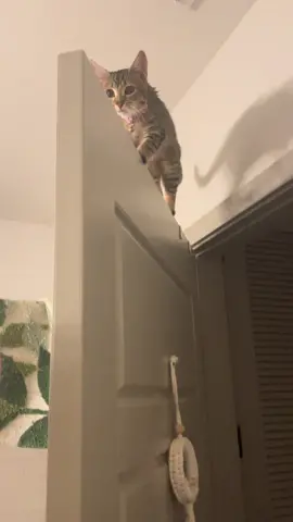 #dontbesuspicious #cat #kitten #smolcat #kitties #climbing #fyp #trend #cute #animals 