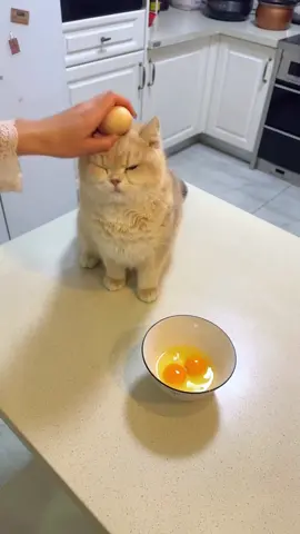 My cat is so obedient 😍😍🤣🤣🐈🐈#cat #tiktok 