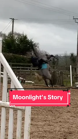 Our story❤️ Its been 8 months since i last posted his journey in full, and lots has happened since then. Its impossible to give full details in one short video but this is a pretty good summary. Thank you all for the support over the last 2 years!🫶🏼 #equestrian #horsetok #equine #horsesoftiktok #equestrianvibes #equestrianlife #horseriding #horsetiktok #horsegirl #horsesontiktok #fyp 
