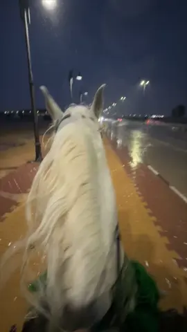 طلعوه اكسبلور 🤍#خيل #خيول #explore #اكسبلور #حريملاء #خيل_وخياله🐎 #حصان #fypシ #مطر #خيل_مطر 