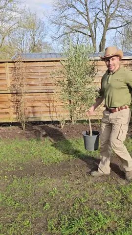 TUTO : Plantation Olivier 🫒🌿 #tutorial #plantation #olivier #arbre #avenir #future #simple #Efficace #jardin #nature 