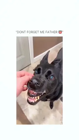 Funny and cute dogs compilation 🤣 #funnydog #funnypet #cutedog #dogsoftiktok #doglover #dog 
