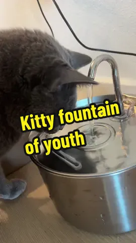 🐱💧 Check out our latest addition to kitty heaven! Our new stainless steel water fountain keeps the water flowing and fresh, ensuring your kitties stay hydrated and happy. Just look at how much our cat loves it! Highly recommend for all cat owners looking to upgrade their hydration game! #ad #CatFountain #catsoftiktok #catlover #HydrationStation #HappyKitty #CapCut #fyp 