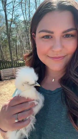 Meet Elsa, one of the new babies 🐓 she is a silked easter egger, so a silkie hybrid that will maybe lay blue/green eggs! Silkies are the cuddliest, chillest, cutest little chickens #chickentok #silkie #cutetok #homesteading #gardening #urbanhomestead 