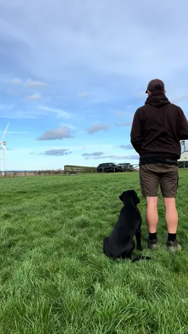 Some steadiness training with Willis  …  #labradorretriever #chocolatelab #foxredlab #yellowlab #blacklabsquad #training #teampureflax #gundogtrainer  #slingleygundogs #pickingupteam  #instavideo