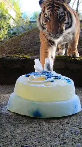 Happy purrthday Luka and Dmitri!  The Amur tiger brothers celebrated turning 2 with frozen goat milk cakes and plenty of special treats. 