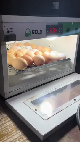 #eclo #chocadeira #ovos #galinha @Eclo Chocadeiras 