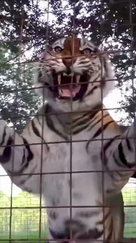 Most Dangerous Tiger 🐯 #tiger #tigerking #fypシ #fyp #tiktokislove #alikhanak #viral 