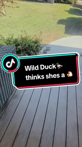 Wild Duck🦆 thinks shes a #🐔 $38.99  Silicone #Telesin #MagneticNeckHoldMount #SelfieStick #Tripod For #Cellphone For #iPhone 15 14 13 12 Pro Max For @HUAWEI #SAMSUNG #neckmount #contentcreator #content #contentcreators #wildduck #ducks #duck #mallard #chickens #countryliving #womemsupportingwomen #fyp #4u #viral #blowup  #Accessories #Smartphone #countrylife #country 