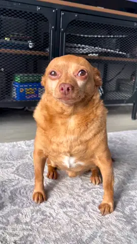 My methods are harsh, but fair * * * * * * *  #Chihuahua, #PetsOfTikTok, #funny #TikTokDaily #pets #Cute #Stinky #Frito #FeelsGood #memes #dank #chihuahuasofTikTok #dogsofTikTok #pet #fyp #viral #cute #foryou #animals #dog #foryoupage 