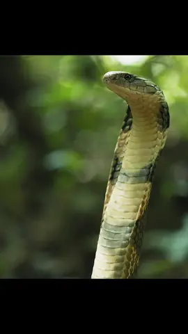 #worldsdeadliestsnakes #snake #tiktok 