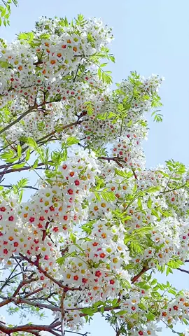 #xuhuong #fyp #muahoa #bìnhyên 